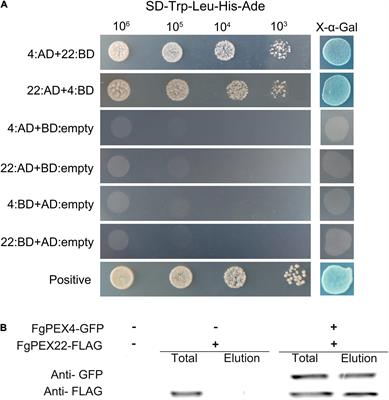 Peroxin FgPEX22-Like Is Involved in FgPEX4 Tethering and Fusarium graminearum Pathogenicity